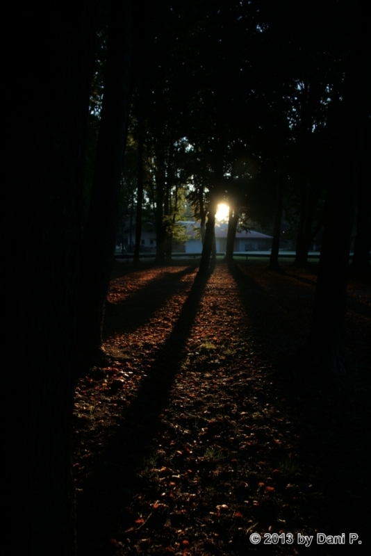 Die Sonne im Wald