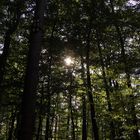 Die Sonne im Wald