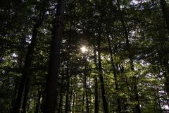 Die Sonne im Wald