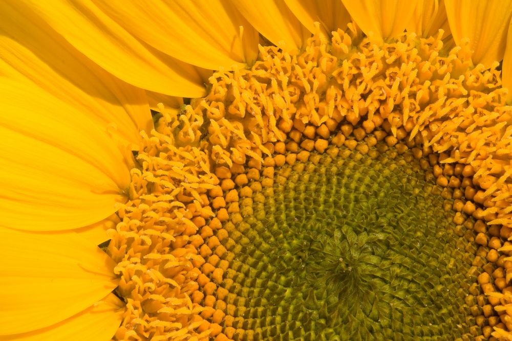 Die Sonne in bunten Kreisen von hundertblumen 