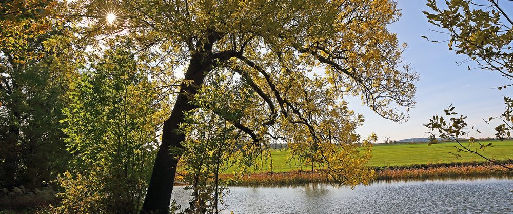 Die Sonne in den Zweigen versteckt und damit die Gegenlichtaufnahme...