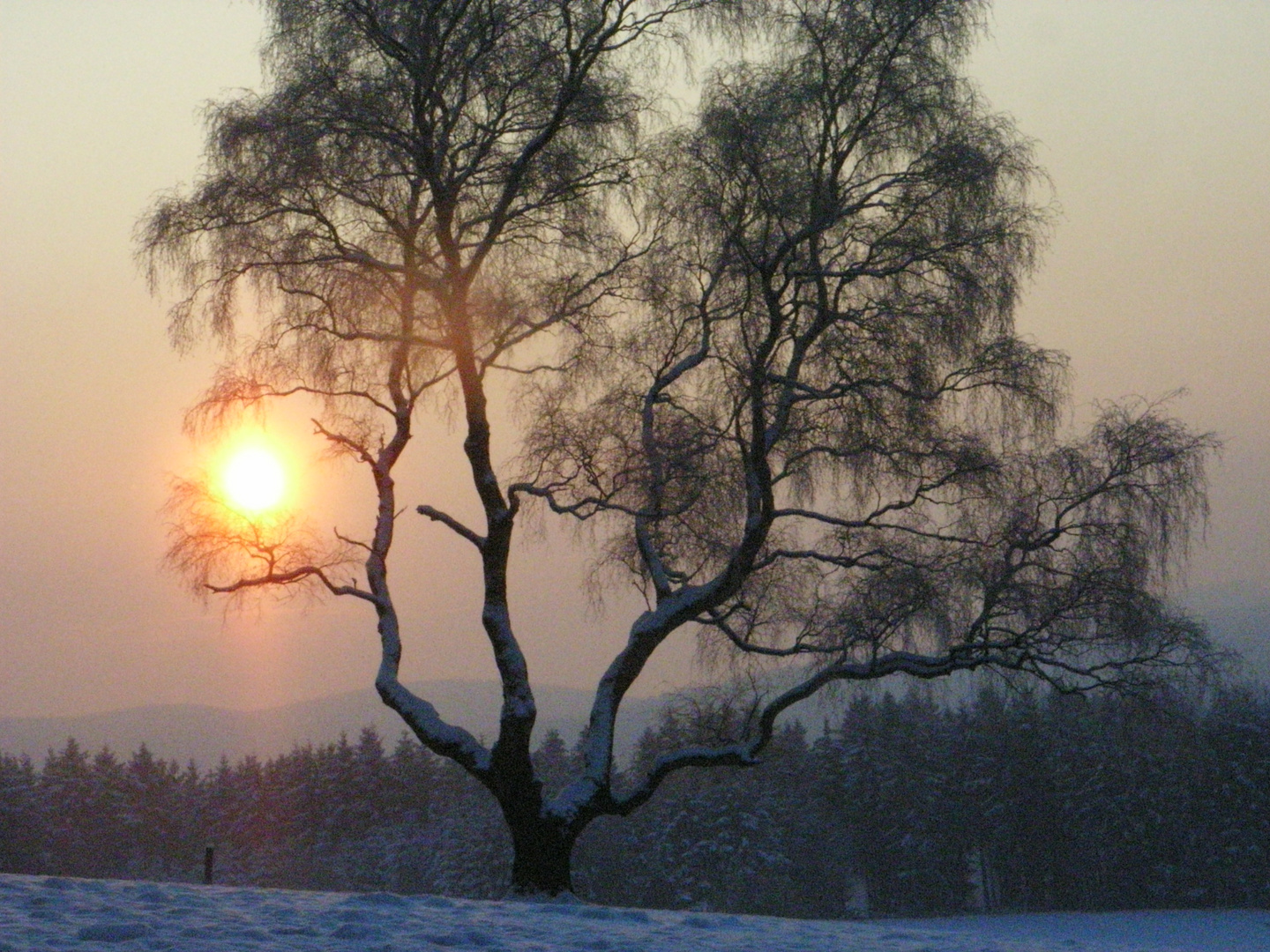 die sonne in meinen ästen