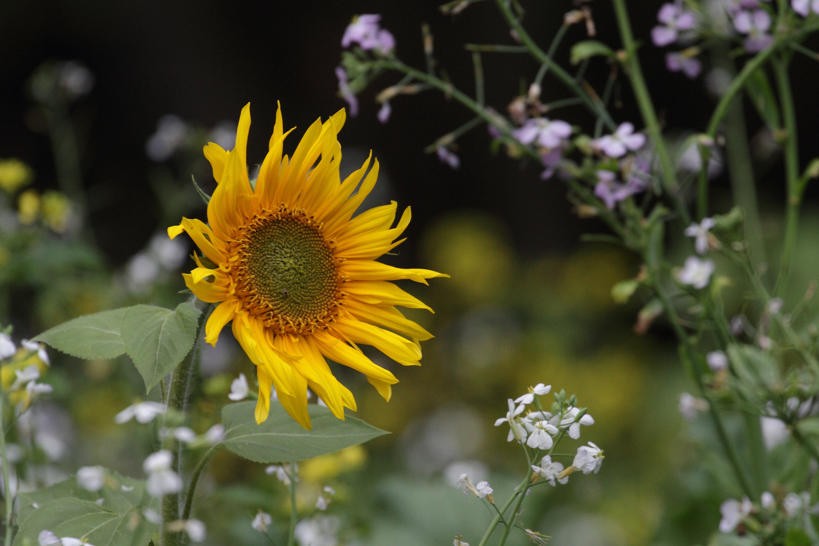 "Die Sonne inmitten der Wildpflanzen"