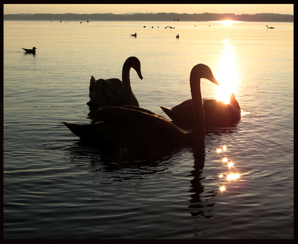 "Die Sonne ist ein Traum!" [ # 3 ]