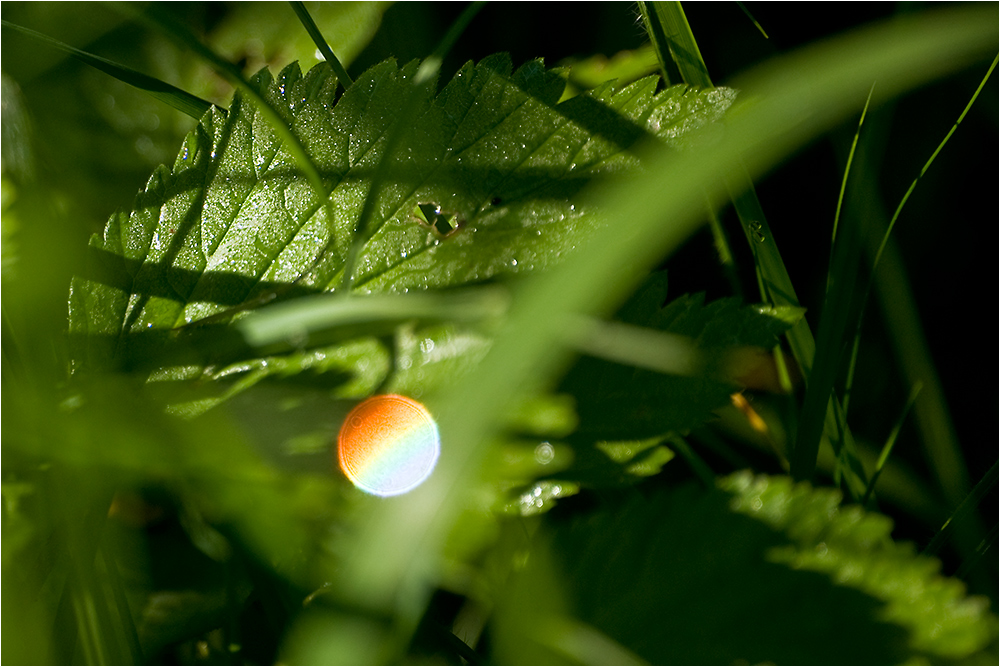 die Sonne ist in's Gras gefallen ...