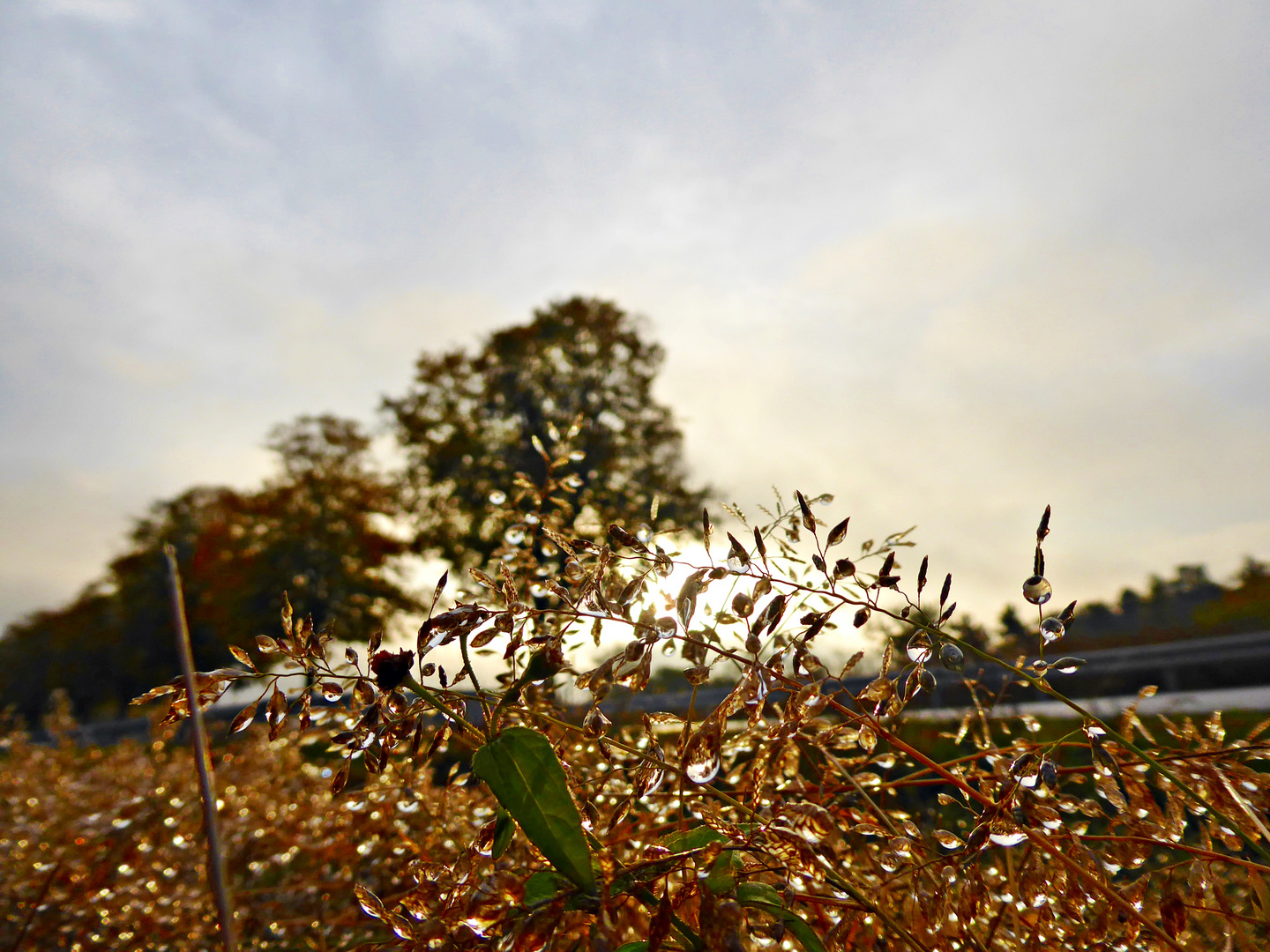 Die Sonne kämpft