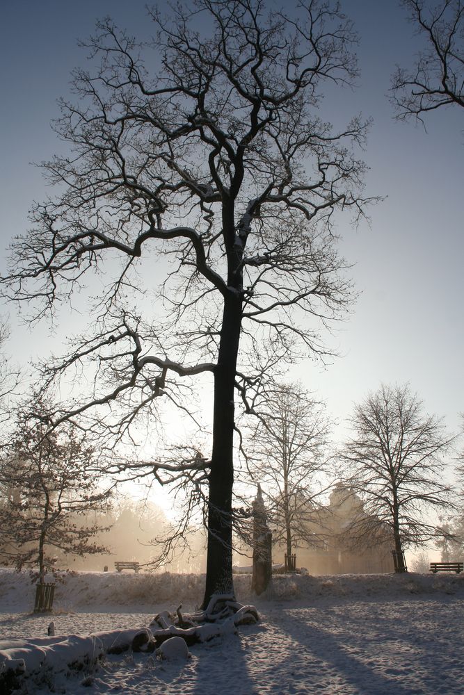 ...die Sonne kämpft sich durch den Nebel...