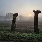 die Sonne kämpft sich durch den Nebel..