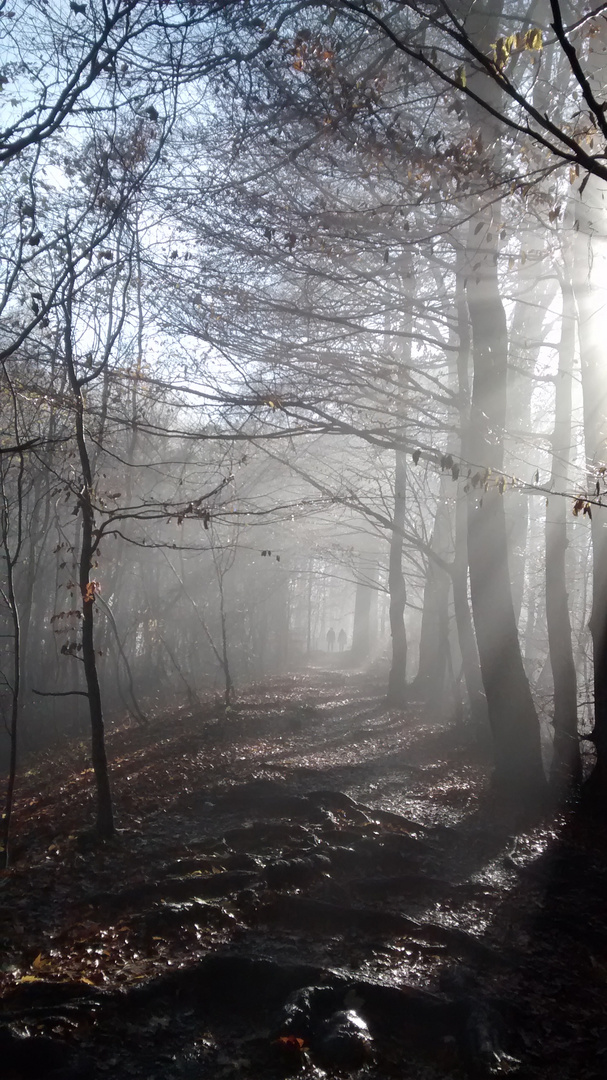 Die Sonne kämpft sich durch den Nebel