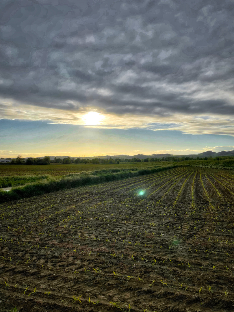 die Sonne kommt