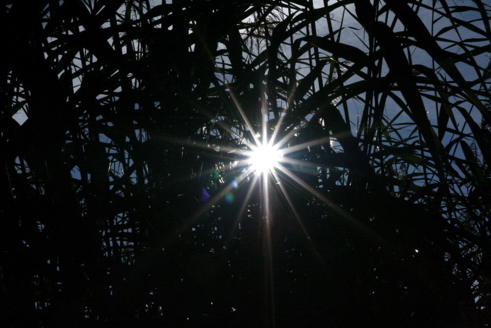 die sonne kommt durch