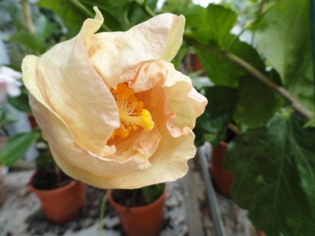 Die Sonne kommt raus und die Hibiskusbluete oeffnet sich sachte