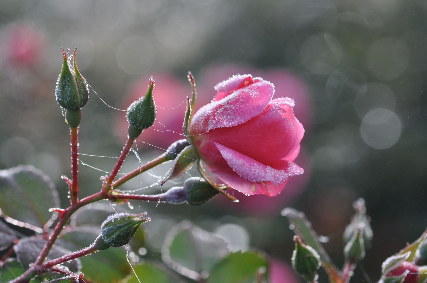 Die Sonne kommt ….Rose vom 09.11.21