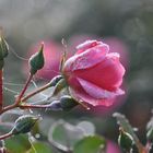 Die Sonne kommt ….Rose vom 09.11.21