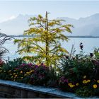 Die Sonne kommt ... Uferpromenade von Montreux