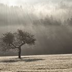 Die Sonne kommt und der Nebel geht..