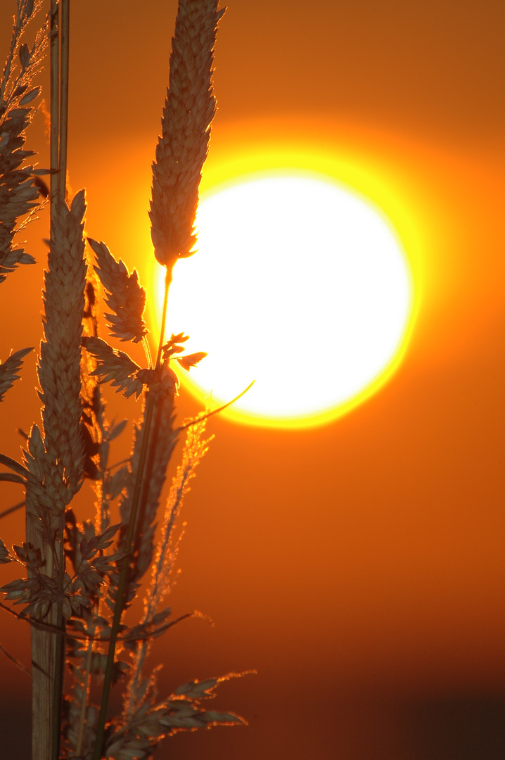 Die Sonne - Kraft allen Lebens