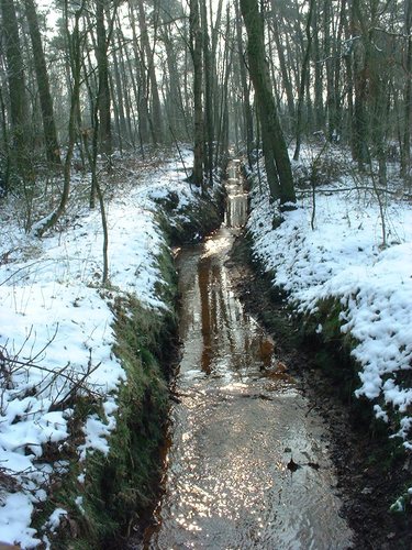 Die Sonne kündigt den nahenden Frühling an