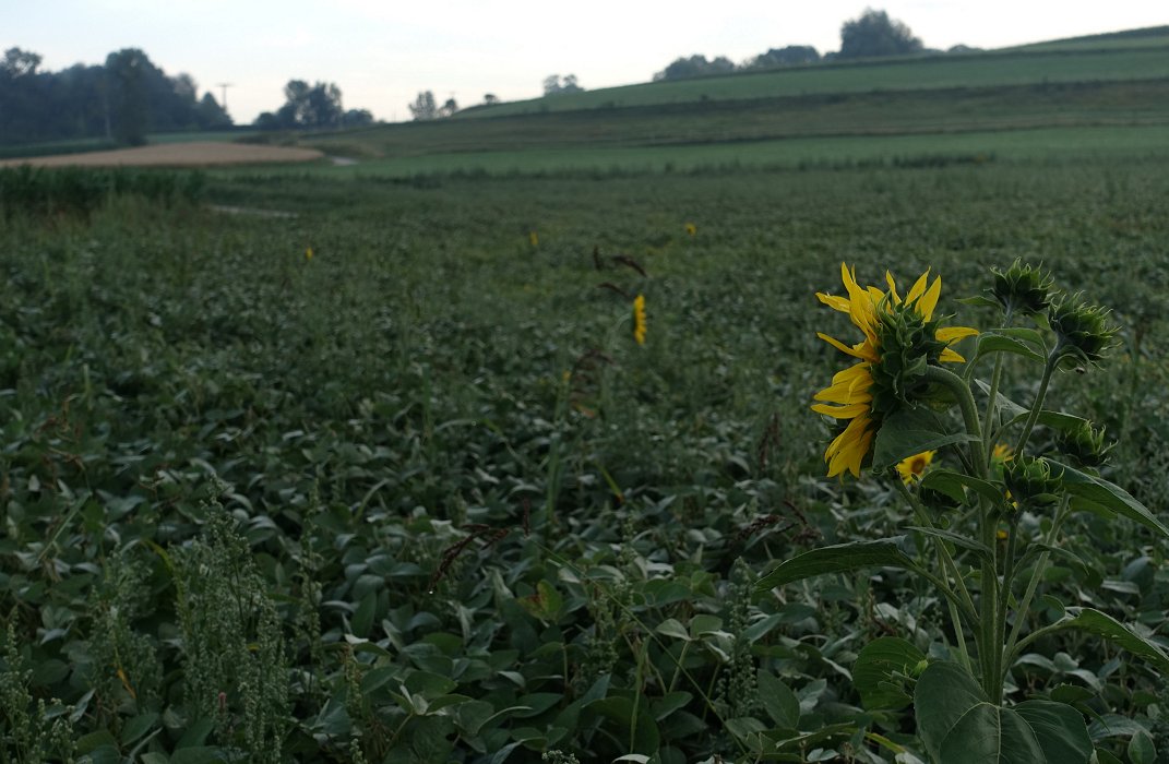 Die Sonne kurz vor dem Einbrennen