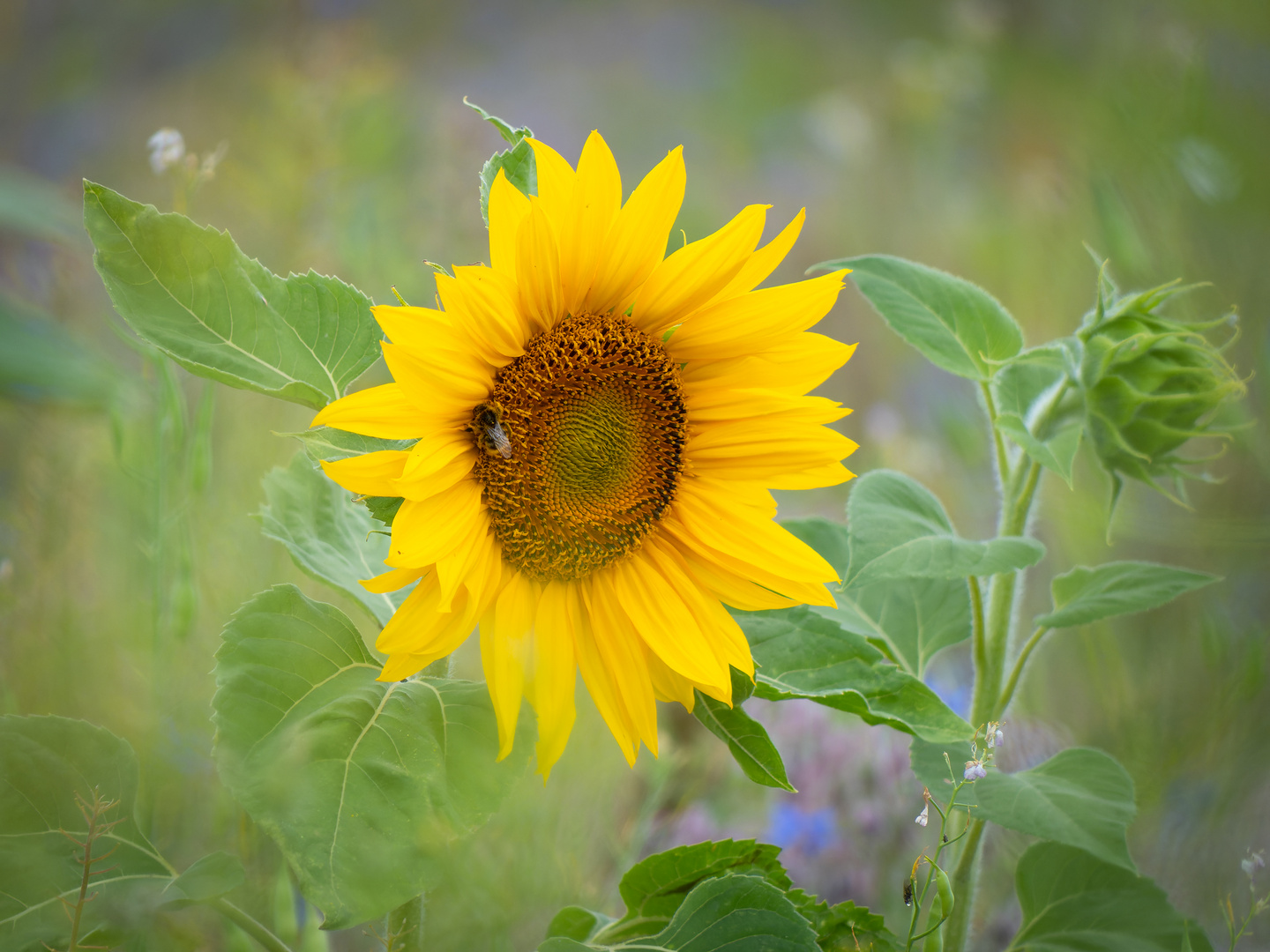 Die "Sonne" lacht