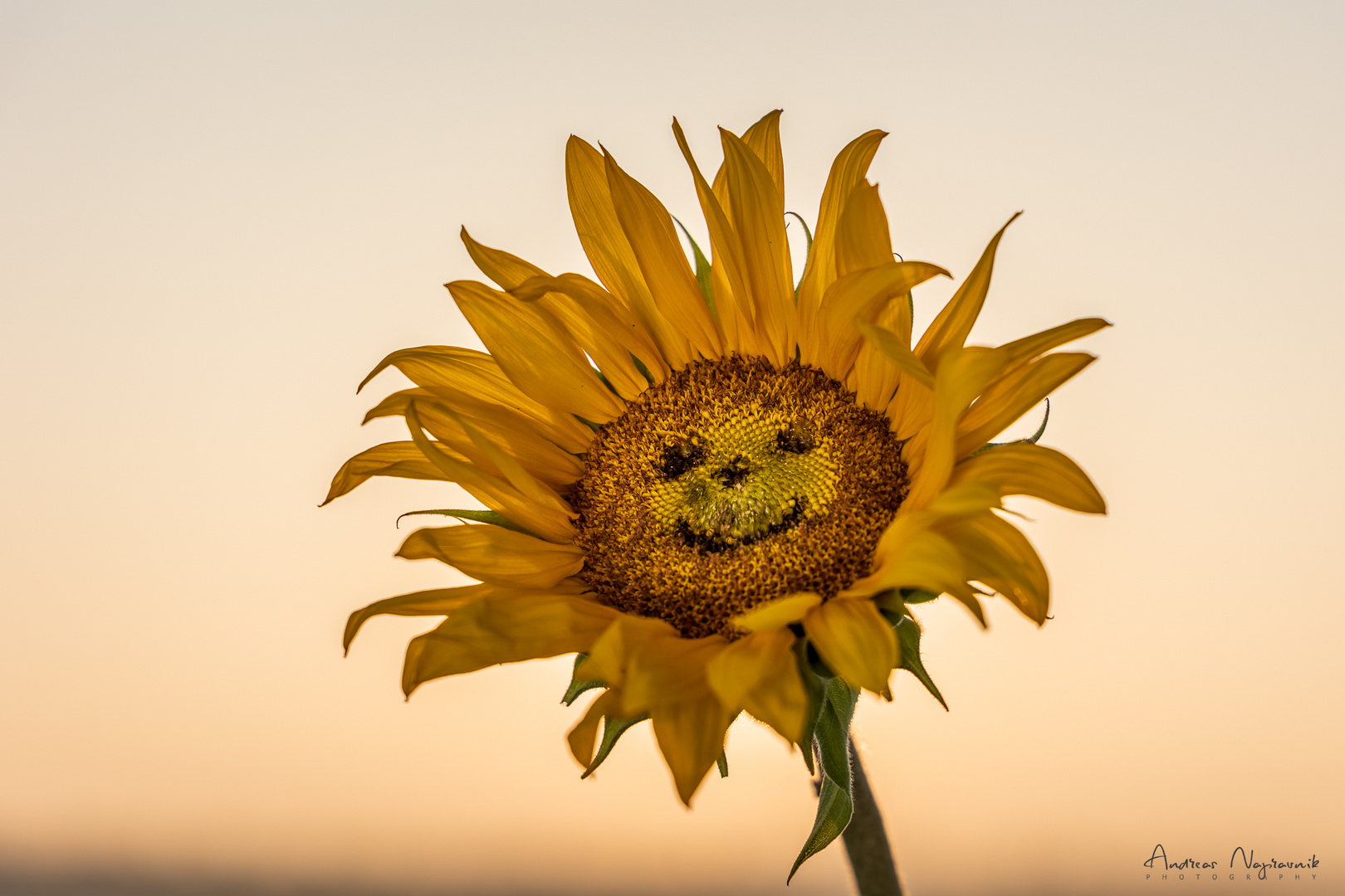 Die Sonne lacht ) Foto & Bild pflanzen, pilze & flechten, blüten