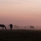 Die Sonne lässt den Nebel weichen