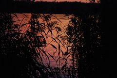 die Sonne legt sich auf`s Wasser