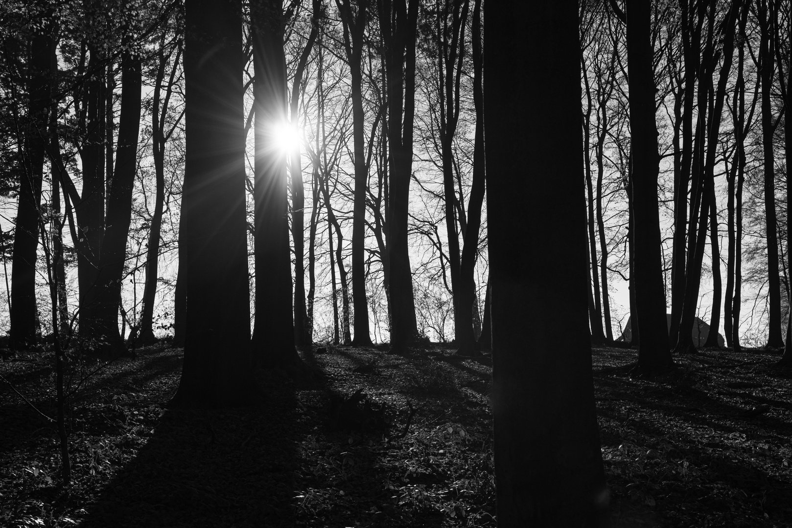 Die Sonne leuchtet durch ein kleines Waldstück