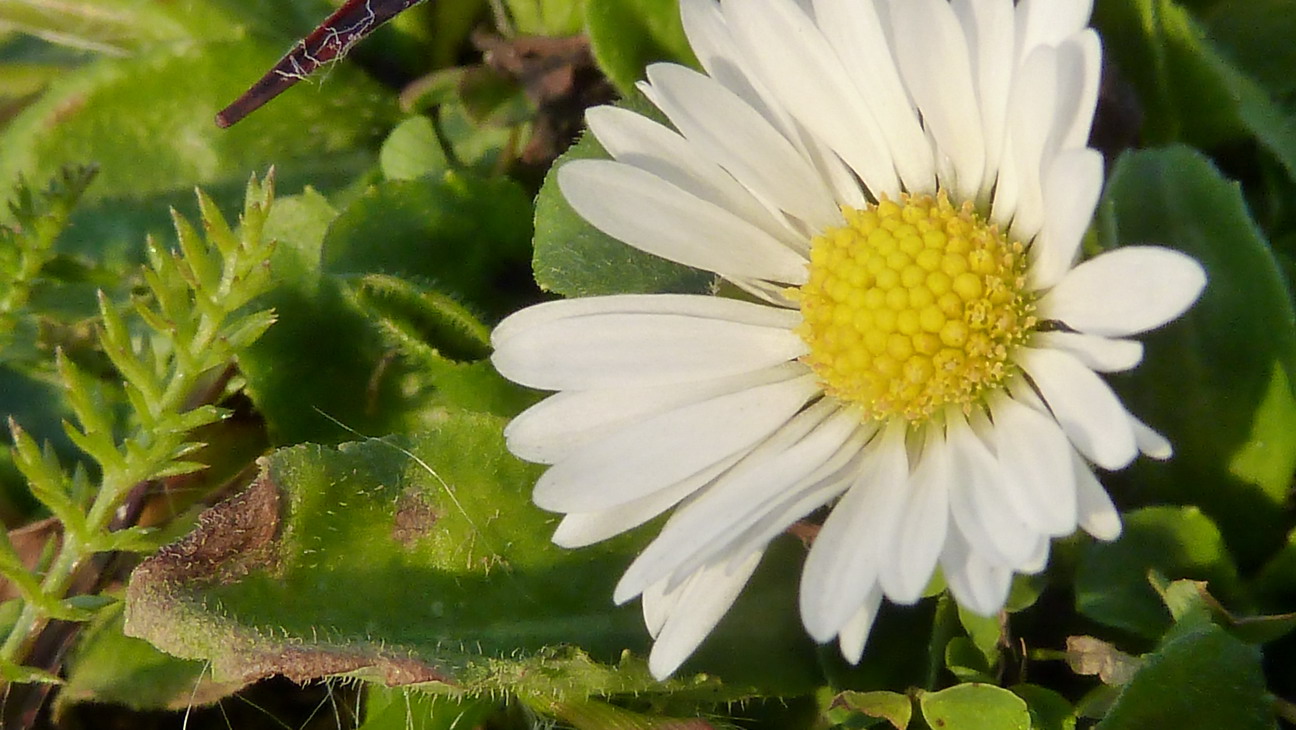 die Sonne lockt