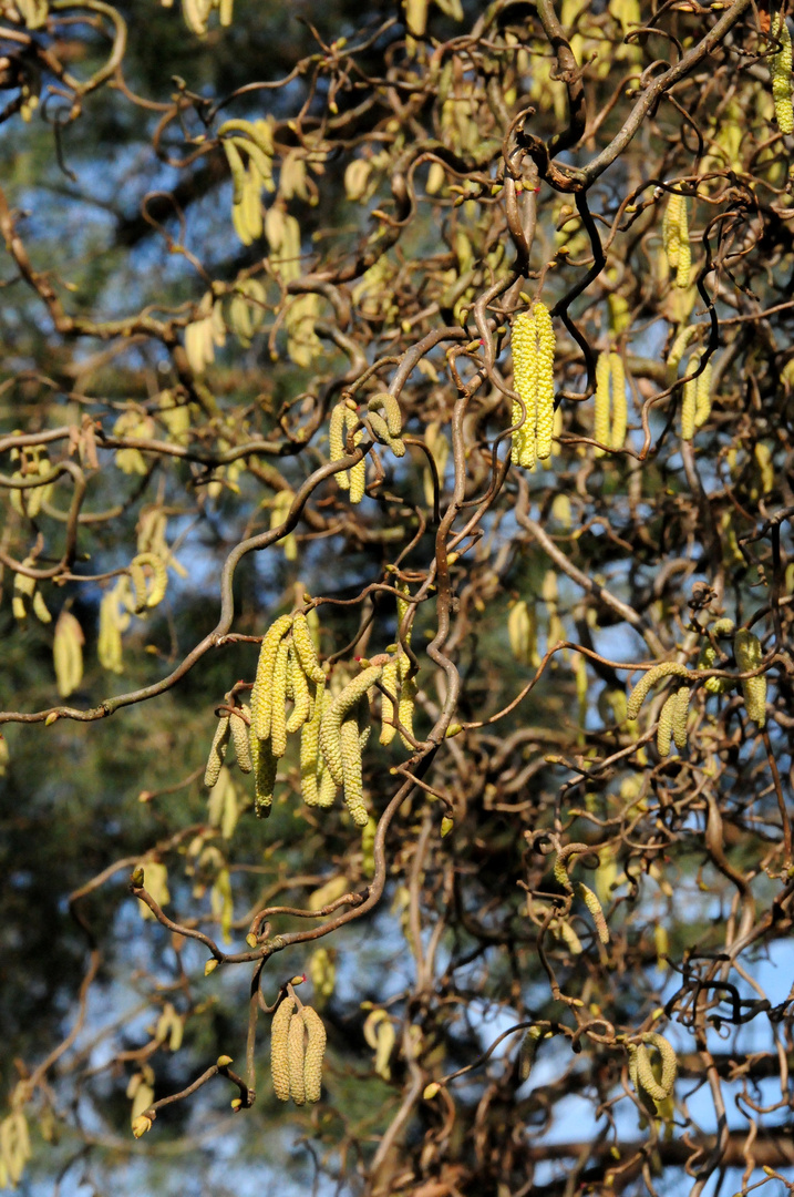 Die Sonne lockt im Februar...