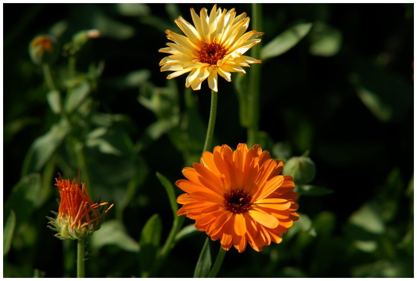 Die Sonne macht Blumen