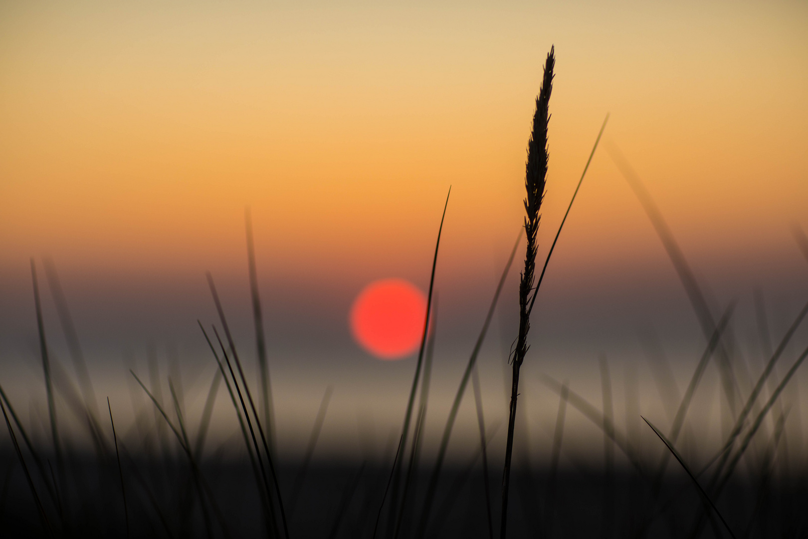 Die Sonne macht das Gras scharf