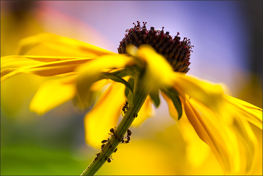 *--Die Sonne macht den Zauber der Farbenpracht--*