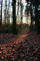 Die Sonne macht Ihren Weg...