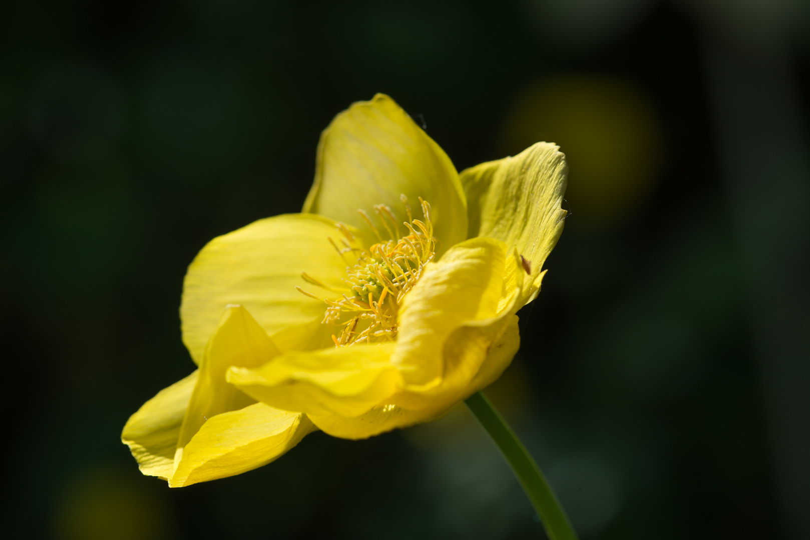 Die Sonne macht`s mögich