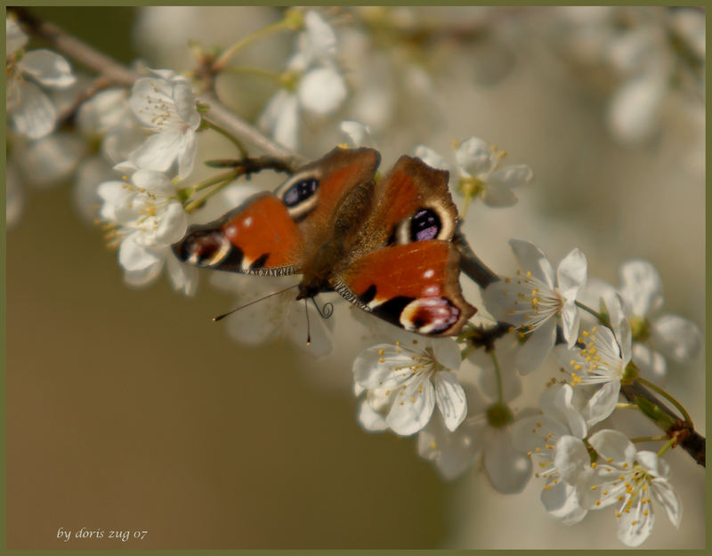 Die Sonne muss auch der Schmetterling..