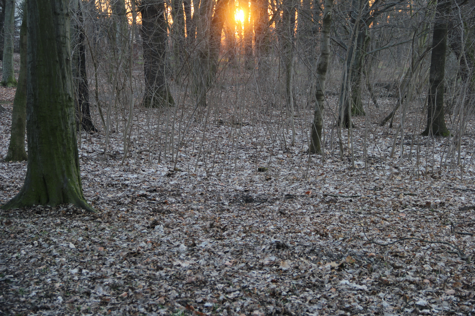 Die Sonne schaut durchs Dickicht