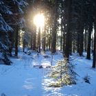 Die Sonne scheint auch auf die kleinste Tanne