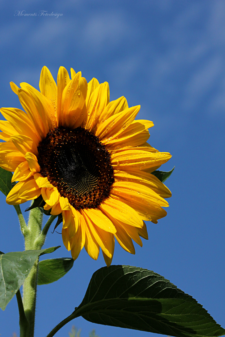 Die Sonne scheint jeden Tag...