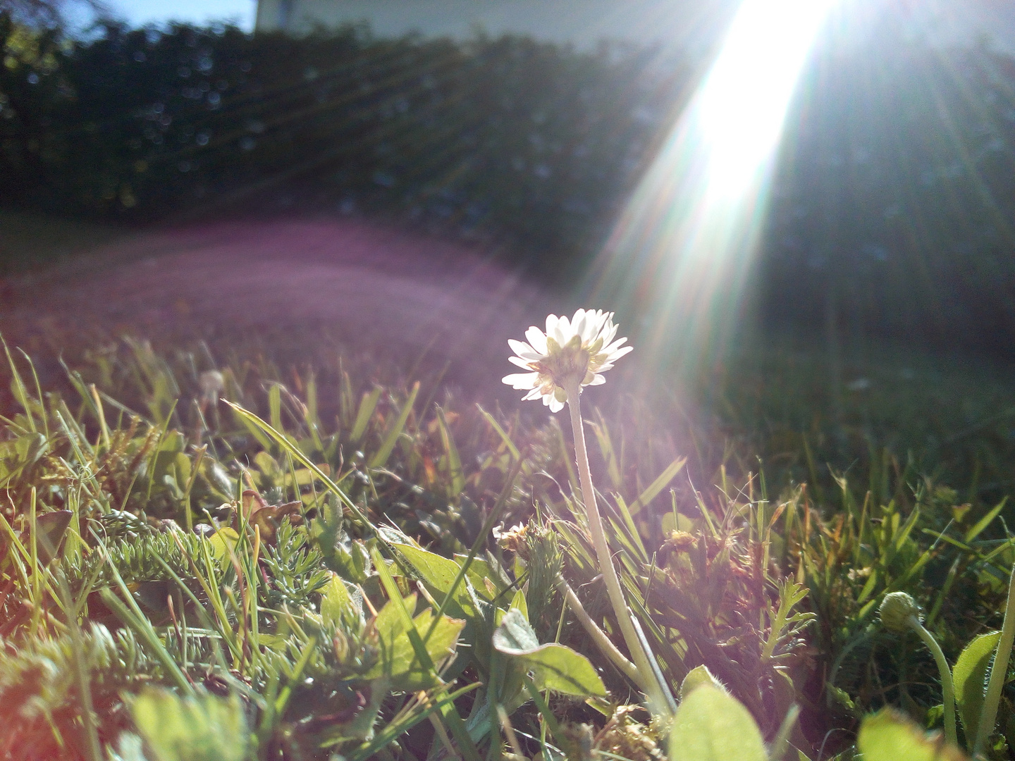 Die Sonne scheint nur für das Gänseblümchen 2