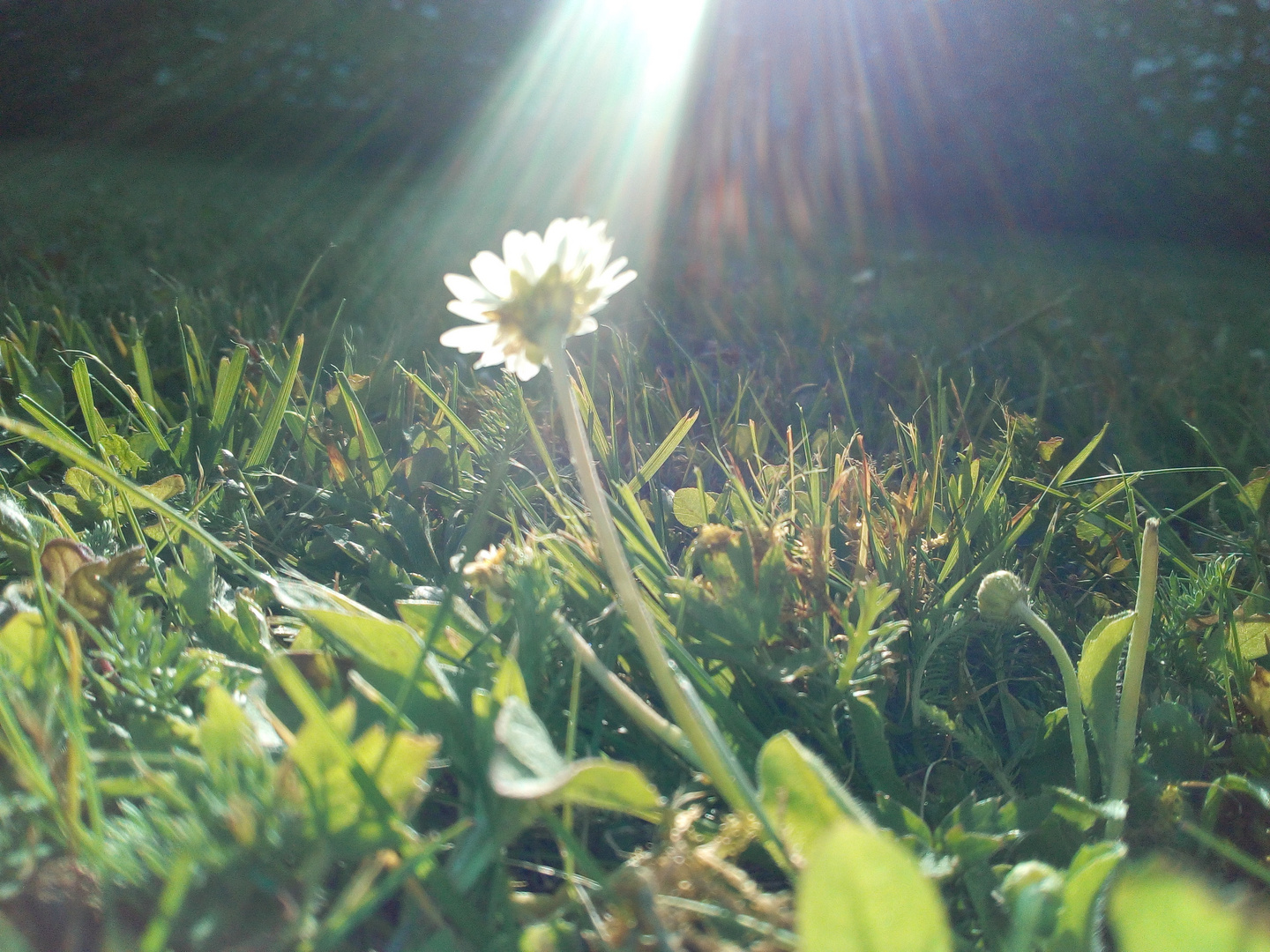 Die Sonne scheint nur für das Gänseblümchen 3