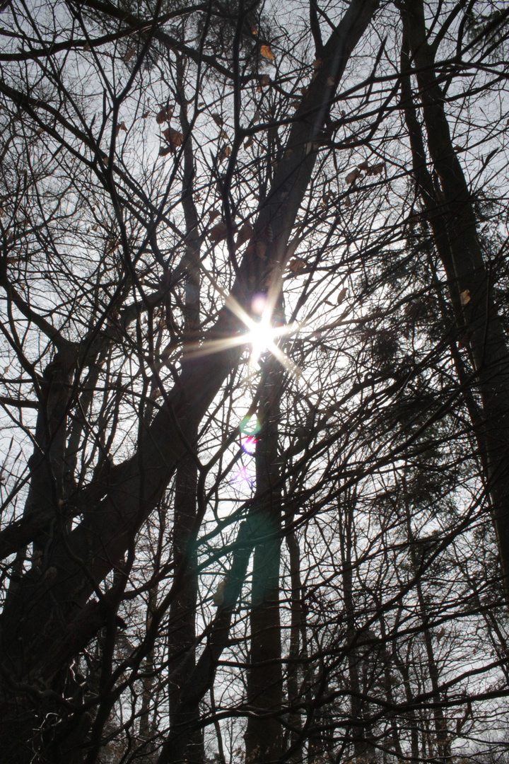 Die Sonne schimmert