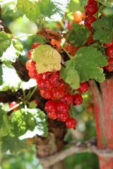 die Sonne spiegelt sich leicht auf den Beeren