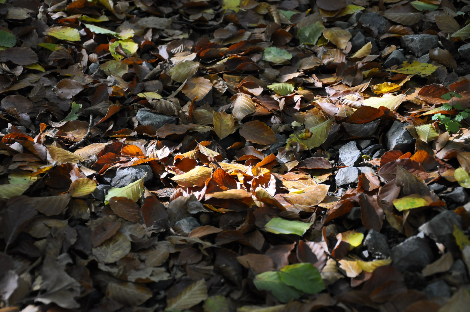 Die Sonne spielt mit dem Herbstlaub