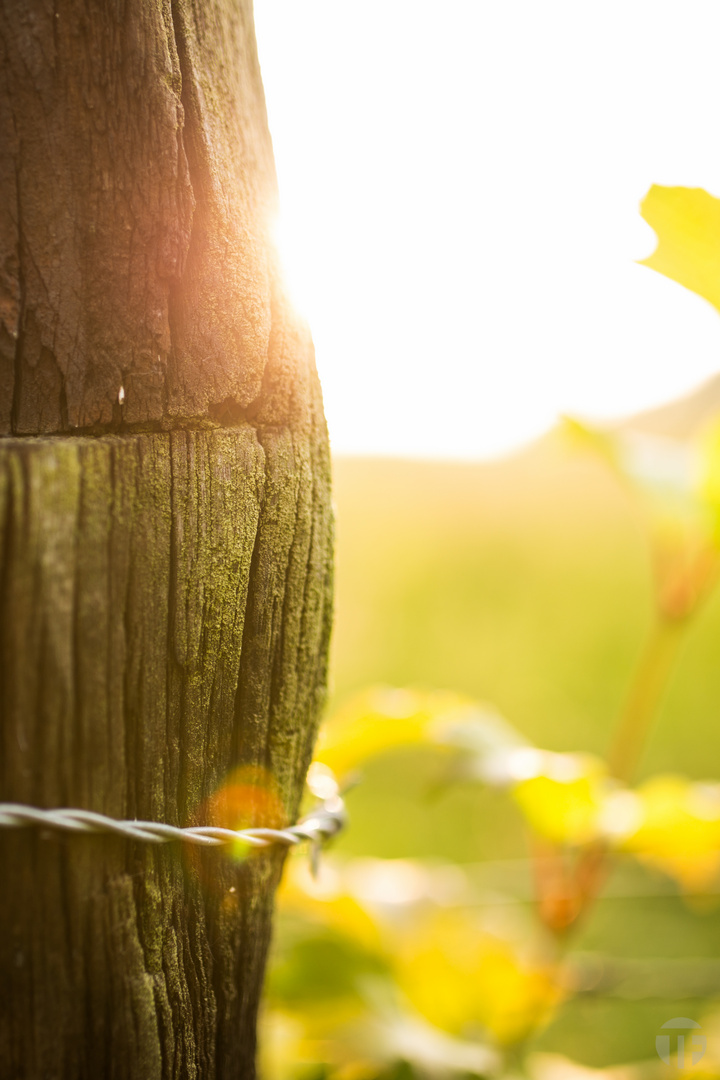 Die Sonne steht tief