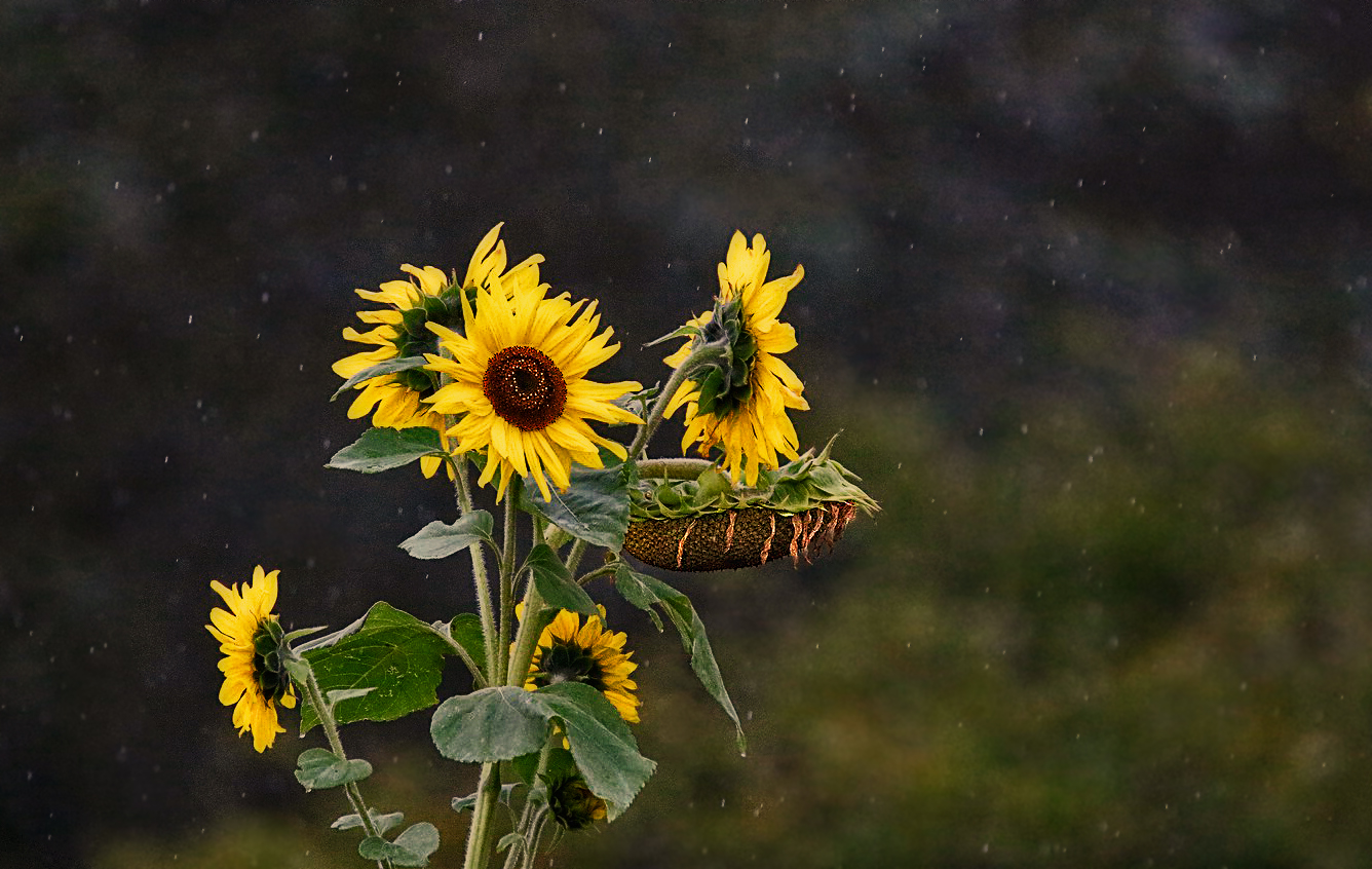 "Die Sonne strahlt durch die Blume, trotz Regen" (ISO 8000)