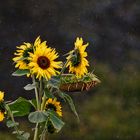 "Die Sonne strahlt durch die Blume, trotz Regen" (ISO 8000)