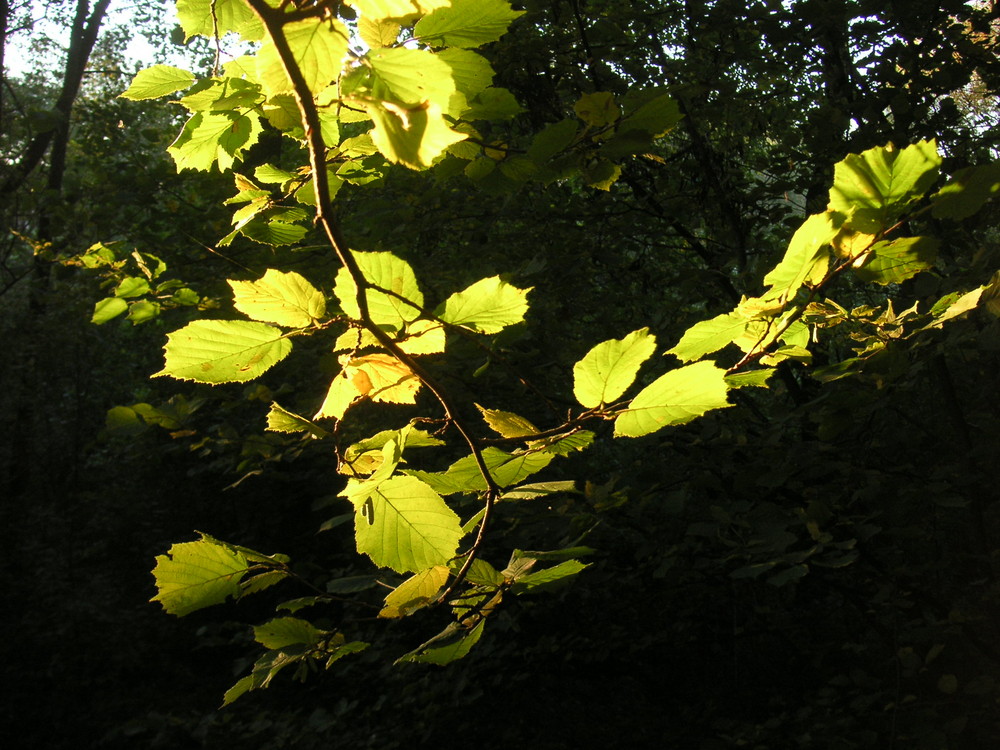 Die Sonne strahlt für jedes Blatt