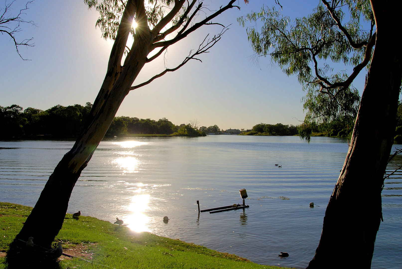 die Sonne strahlt über den Murray River