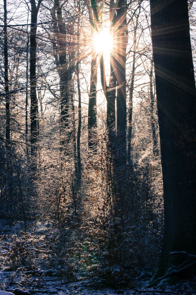Die Sonne streift durch den Wald